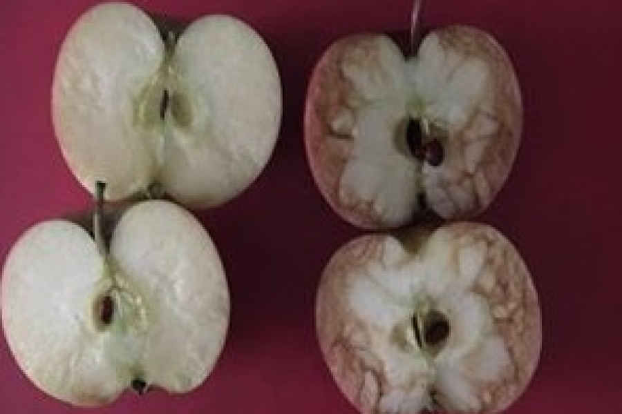 Ova je učiteljica iskoristila jabuke kako bi ukazala na strahote vršnjačkog zlostavljanja